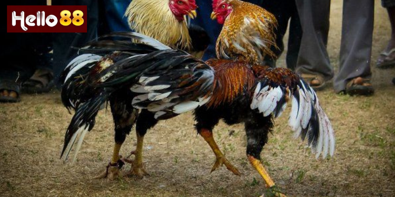Cách Tham Gia Đá Gà Cựa Dao