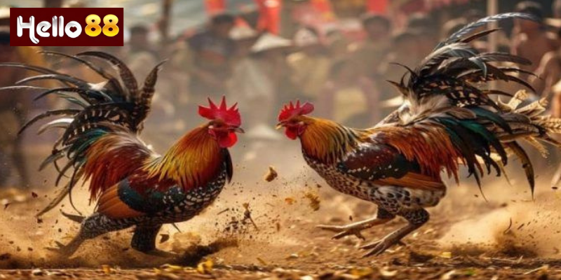 Kinh Nghiệm Khi Chơi Đá Gà Cựa Dao