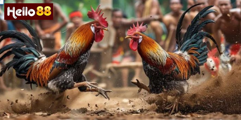 Kinh Nghiệm Khi Chơi Đá Gà Trực Tiếp